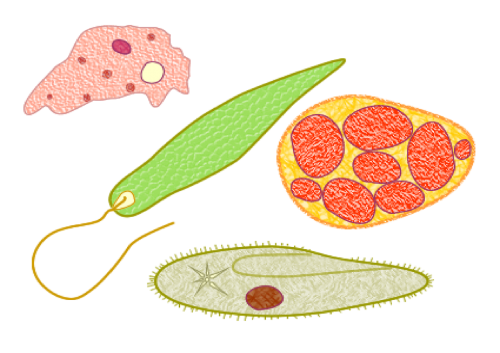 protozoans microbes biology