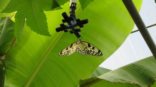 provence velleron butterfly