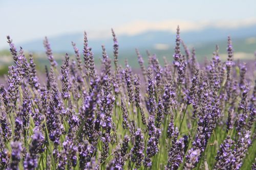 provence lavender field summer