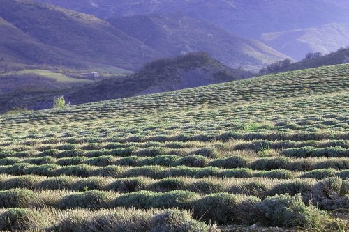 provence  agro-industry  landscape