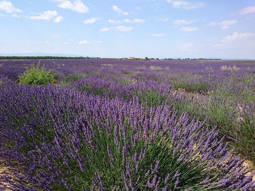 provence  lavender  vacations