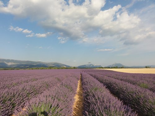 provence  lavender  summer