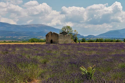 provence  lavender  lavender fields