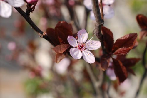 prunes bloom blossom