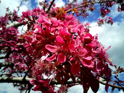 prunus almond trees flowers