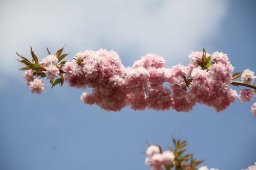 prunus branch flowery branch