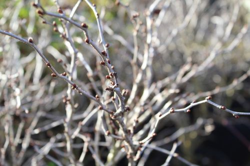 prunus kojo-no-mai flowering