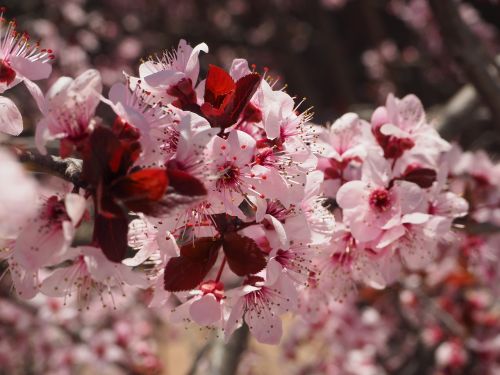 prunus flower spring
