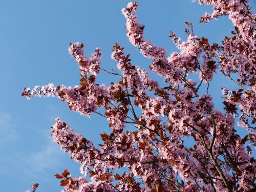 prunus flowers nature