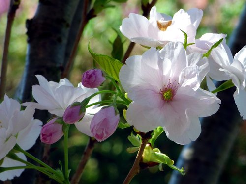 prunus  flower  tree