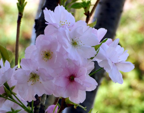 prunus  flower  plant