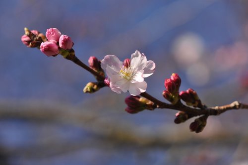 prunus  blossom  tree