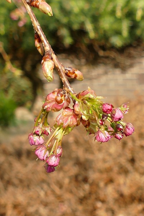 prunus  japanese cherry  blossom