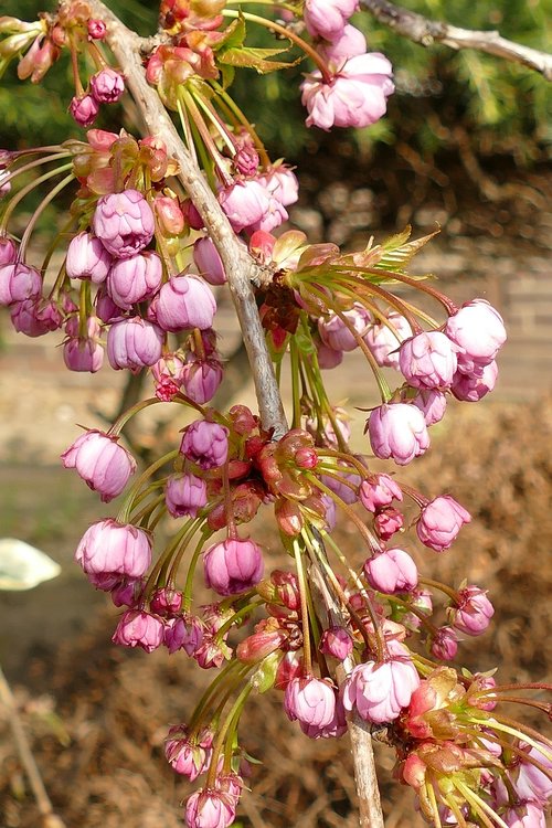 prunus  japanese cherry  blossom