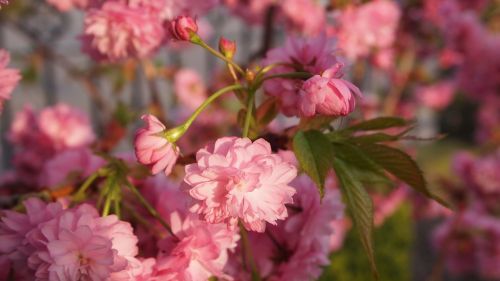 prunus pink blossom