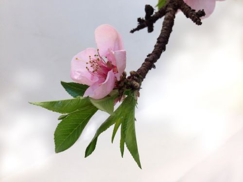 prunus blossom flower pink flower