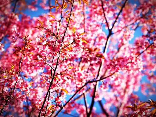 sakura blossom prunus cerasoides