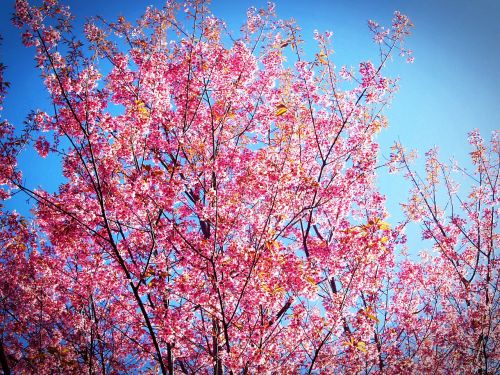 sakura blossom prunus cerasoides