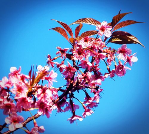 prunus cerasoides wild himalayan cherry sakura thailand