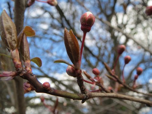 prunus domestica buds spring