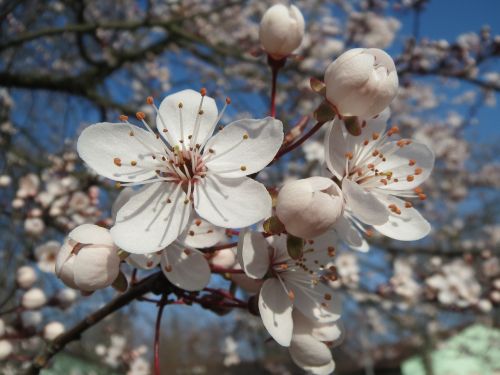 prunus domestica tree blossom