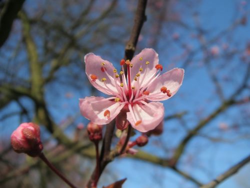 prunus domestica tree blossom