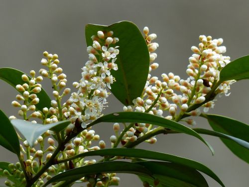 prunus laurocerasus bush blossom