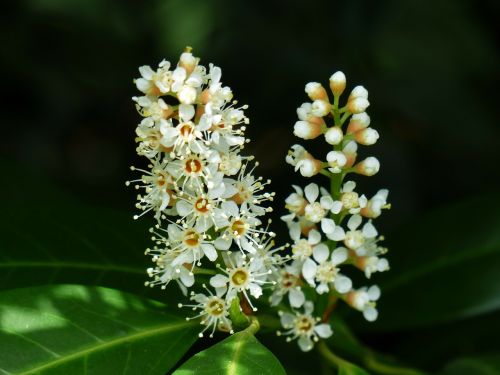 prunus laurocerasus blossom bloom