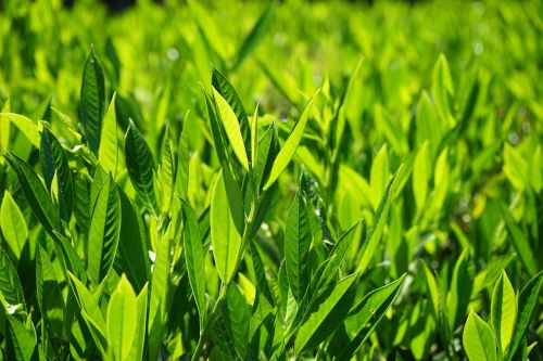 prunus laurocerasus bush leaves