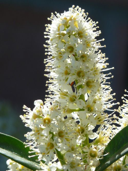 prunus laurocerasus bush blossom