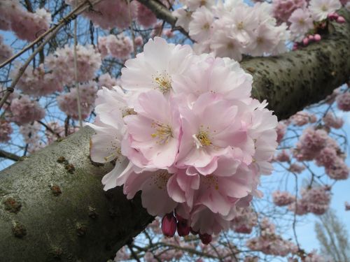 prunus serrulata japanese cherry hill cherry