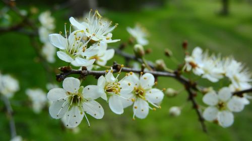 prunus spinosa blackthorn spring flowers