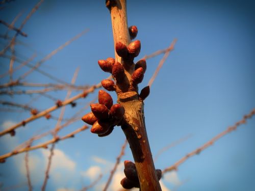 prunus spinosa plant bulb