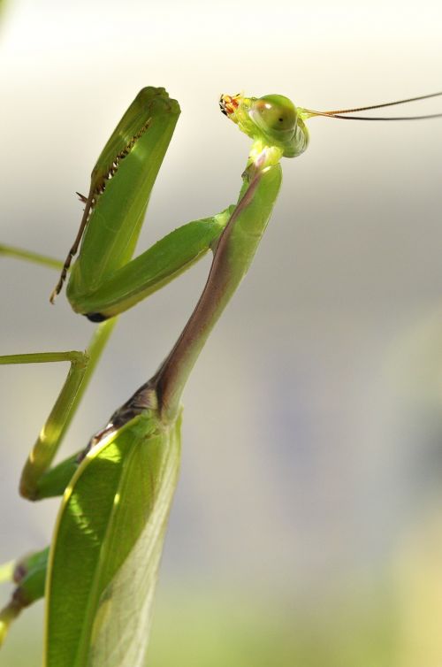 prying mantis insect nature