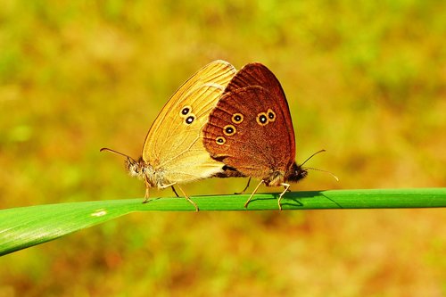 przestrojnik lawn  copulation  butterfly day
