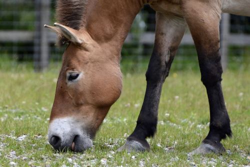 przewalski wild horse pasture