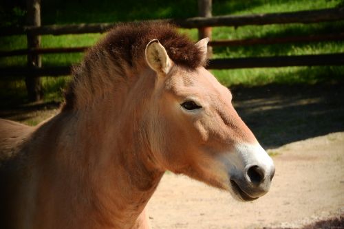 przewalski's horse horse head