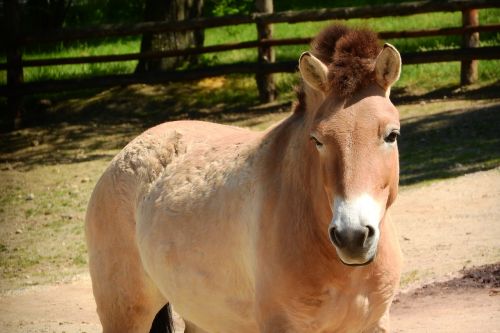 przewalski's horse mare equus przewalskii