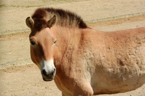 przewalski's horse mare head