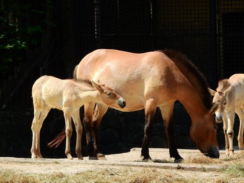 przewalski's horse equus przewalskii wild horses