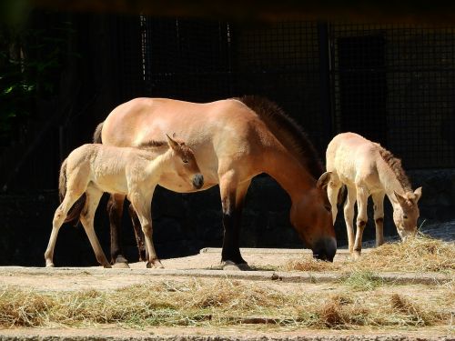 przewalski's horse equus przewalskii wild horses