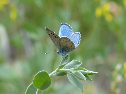 pseudophilotes panoptes blue butterfly butterfly