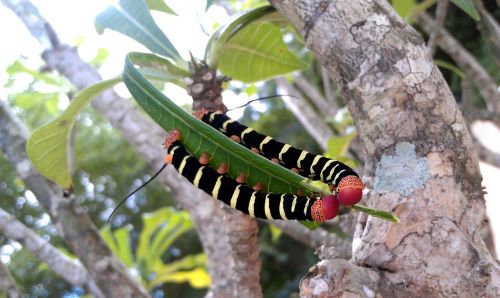 psevdosfinks tetra caterpillar pseudosphinx tetrio