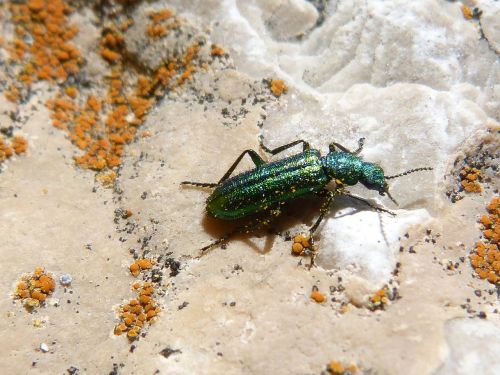 psilothrix cyaneus coleoptera green beetle