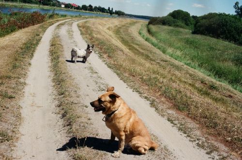 Dogs On The Road