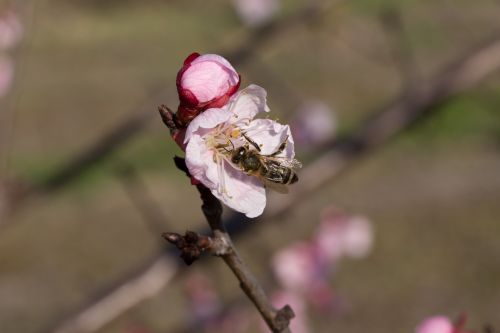 A Bee On A Flower Apricot