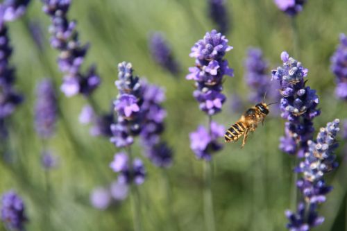 Bee On Lavender