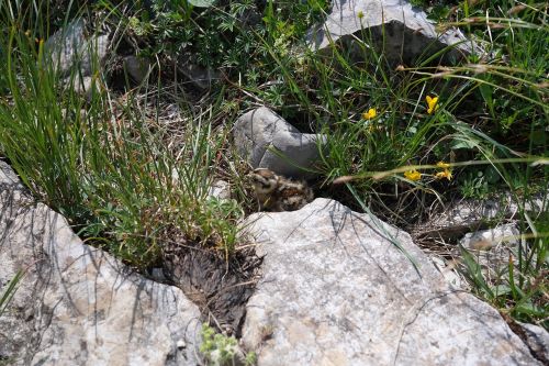 ptarmigan chicks chicks ptarmigan