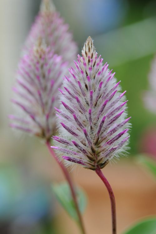 ptilotus exaltatus flower purple