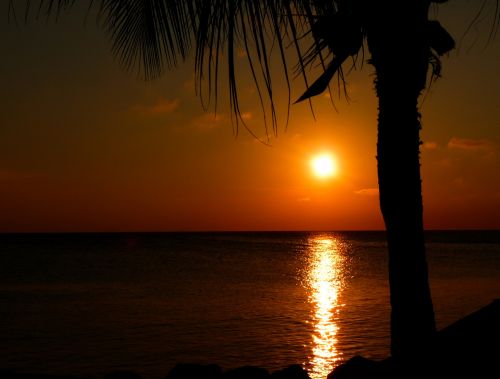 Orange Sunset With Palm Tree And Sea